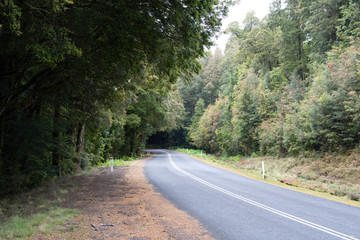 road in forest on Tasmanian West Coast Tarkine Region 