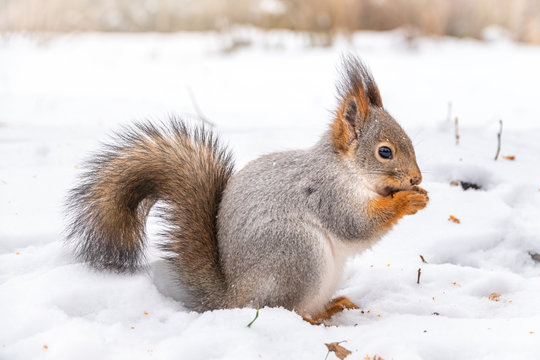The squirrel sits on white snow © Dmitrii Potashkin