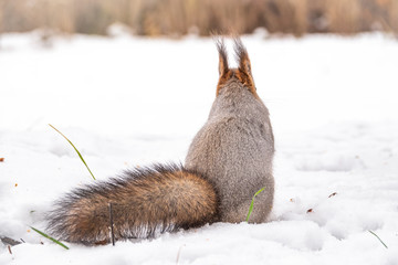 A rear view of a squirrel in grey winter coat against the snow background. The magnificent tail of a squirrel. © Dmitrii Potashkin