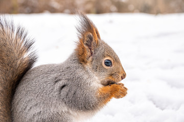 A squirrel sits on the white snow, close-up.