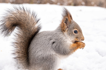 A squirrel sits on the white snow, close-up.