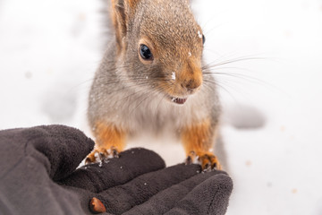 The squirrel sits on snow in the winter and eats nuts from a hand.