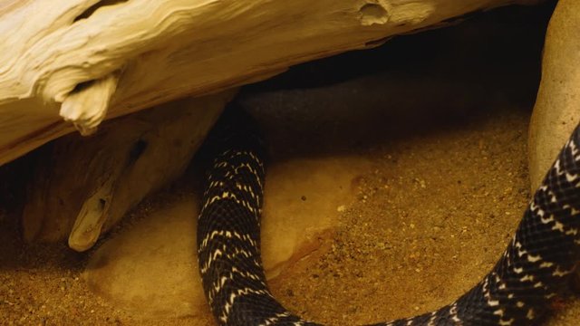 Cobra crawling under a rock