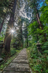 Mount Haguro, One of the three sacred mountains of Dewa Province (Dewa Sanzan). Located in Yamagata Prefecture, Japan. Sugi trees (Cryptomeria japonica) or Japanese Cedar
