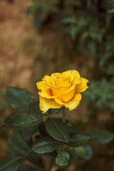 yellow flower in garden