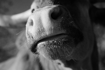 Funny Longhorn cow nose close up shows friendly heifer in black and white.