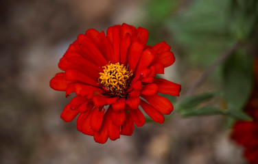 red flower in the garden