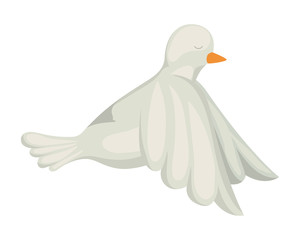 Isolated dove bird vector design
