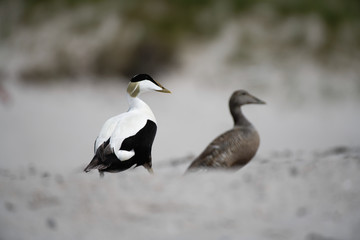 Eiderenten Brutpaar watscheln am Strand, Düne Helgoland
