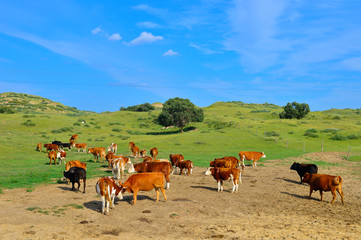 Obraz premium Cattle herd of the grasslands