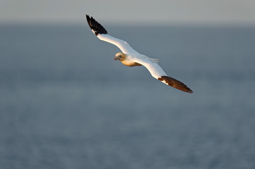 Basstölpel mit Nistmaterial im Schnabel segelt mit breiten Schwingen überm Meer