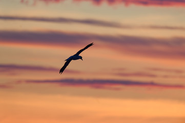 Basstölpel fliegt bei Abenddämmerung vor Wolkenbank