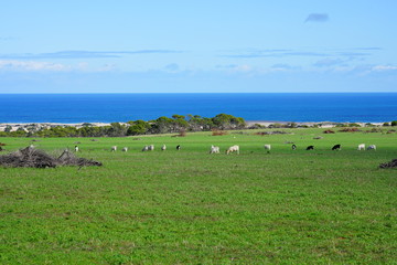 Obraz premium View of sheep grazing on a green field by the beach on the Coral Coast in West Australia