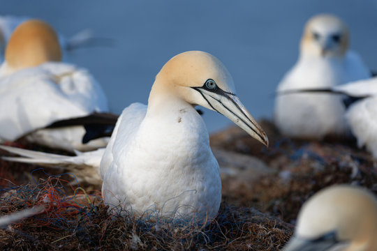 Br&uuml;tender Basst&ouml;lpel auf Nest bestehend aus vorwiegend Angelschnur, Helgoland