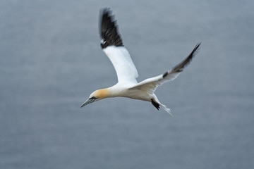 Fototapeta na wymiar Basstölpel im Flug überm Meer bei Helgoland