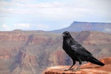 crow on rock