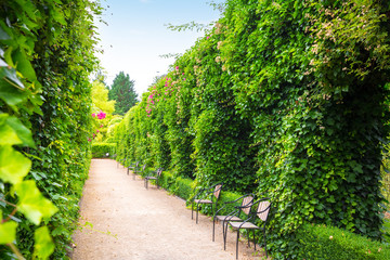 Fototapeta na wymiar Benches between clipped bushes, summer park