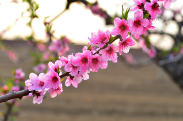 In full bloom in the peach blossom