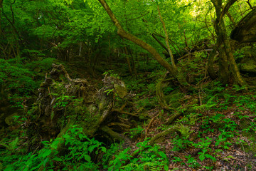 Obraz premium Ojiragawa Valley
