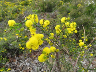 yellow wattle flowers