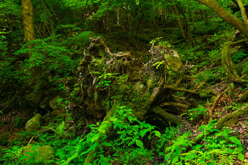 Ojiragawa Valley