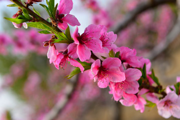 In full bloom in the peach blossom