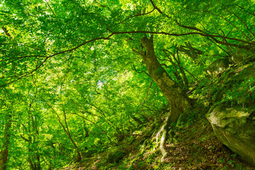 Ojiragawa Valley