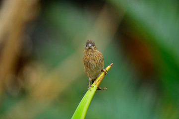 The outdoor fringillidae birds in the park