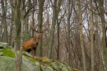 Fototapeta premium A lone elk in the woods
