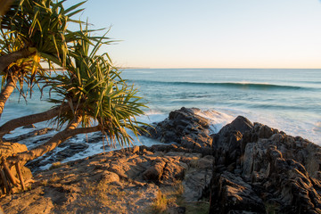 Cabarita Beach pandanas tree in front of waves crashing on rocks
