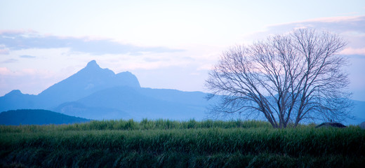 Morning silhouette of Mount Warning behind sugar cane -  New South Wales Australia 