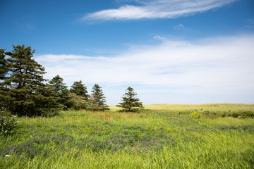 PEI Landscape
