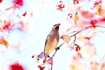 Cedar Waxwing Bird