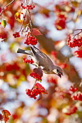 Cedar Waxwing Bird