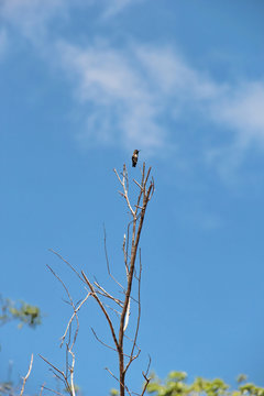 A Zunzuncito or Bee Hummingbird, the smallest bird in the world (5-6 cm long), stands on a tree in Alejandro Humboldt National Park, near Baracoa, Cuba.