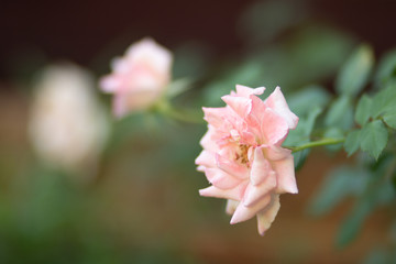 pink rose flower