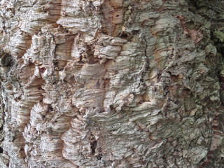 bark of corkoak