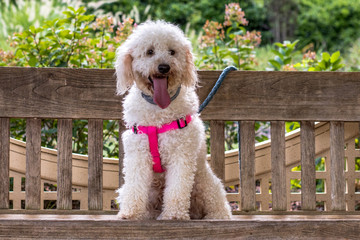 Miniature Goldendoodle in the garden