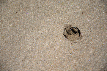 Dog foot print in wet sand