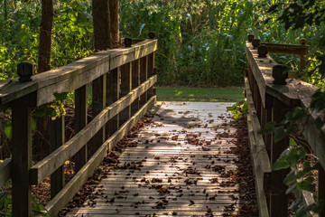 wooden bridge in the forest