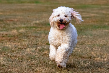 Miniature Goldendoodle running in the park