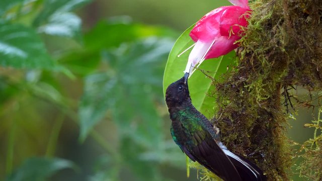Hummingbird slow-motion: Velvet-purple Coronet (Boissonneaua jardini), feeding from a Cavendishia flower, near Mindo on the western slopes of the Andes, Ecuador.