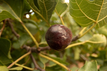 figs on a tree