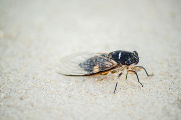 March fly on sand Australia 