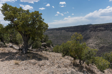 Rocky Mountain Juniper trees in New Mexico.