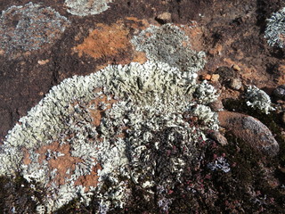 lichen on rock