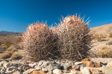 Cacti in desert. Death Valley National Park, California