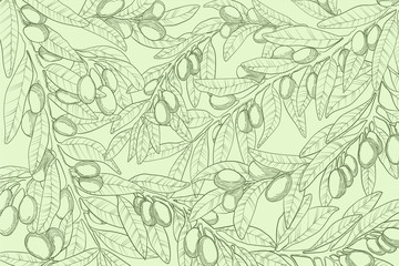Horizontal vector hand drawn background with olive branch, berry and leaves in engraved style. Sketch illustration with green olives twig on pastels green background. Best for web or print design