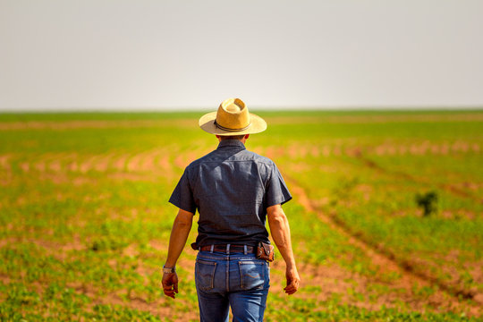 Agronomist inspects soybean crop in agricultural field - Agro concept - farmer in soybean plantation on farm