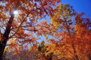 Maple Leaf is Autumn background with red & yellow leaves.(Wuling Farm in Taichung,Taiwan)